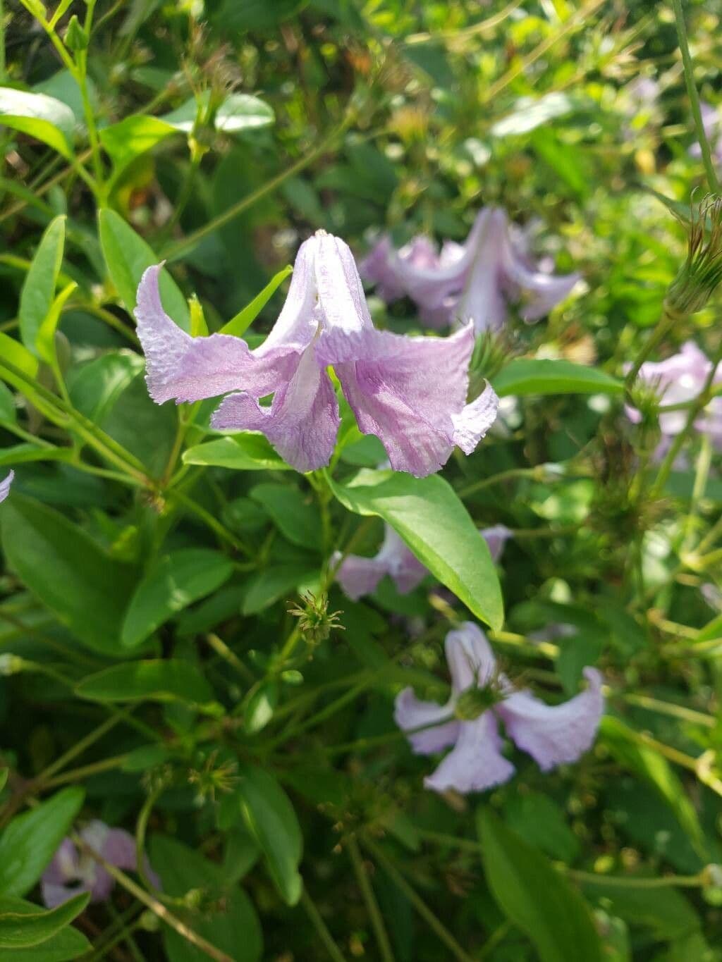 Clematis crispa