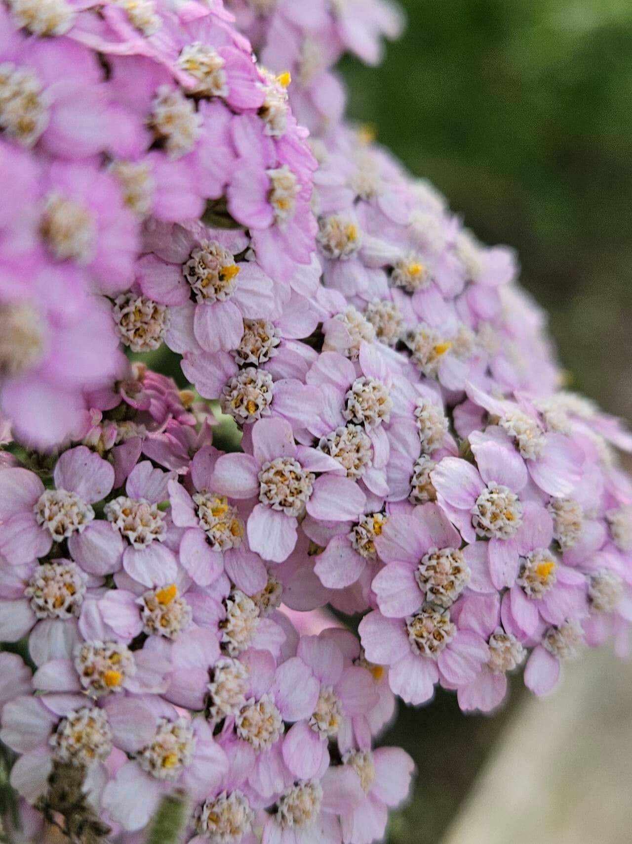 Achillea roseo-alba