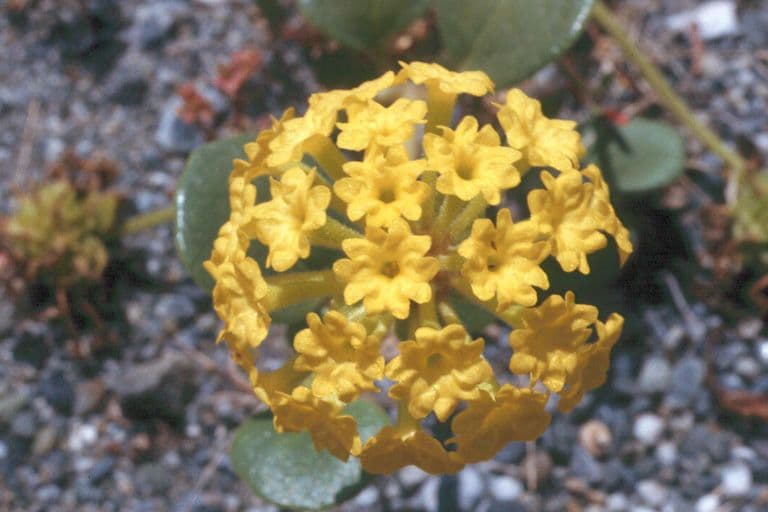 Abronia latifolia