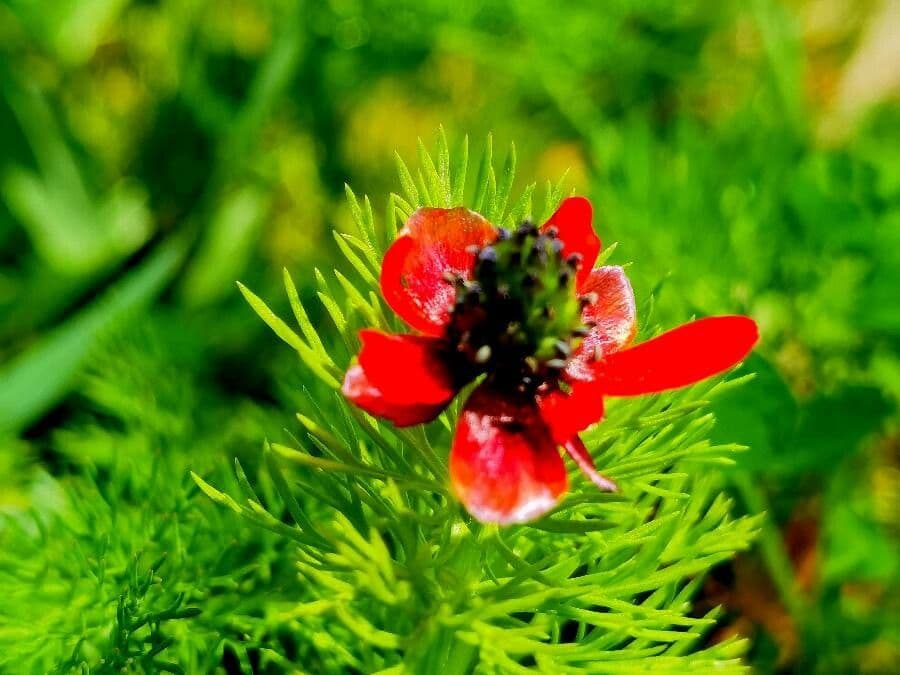 Adonis annua