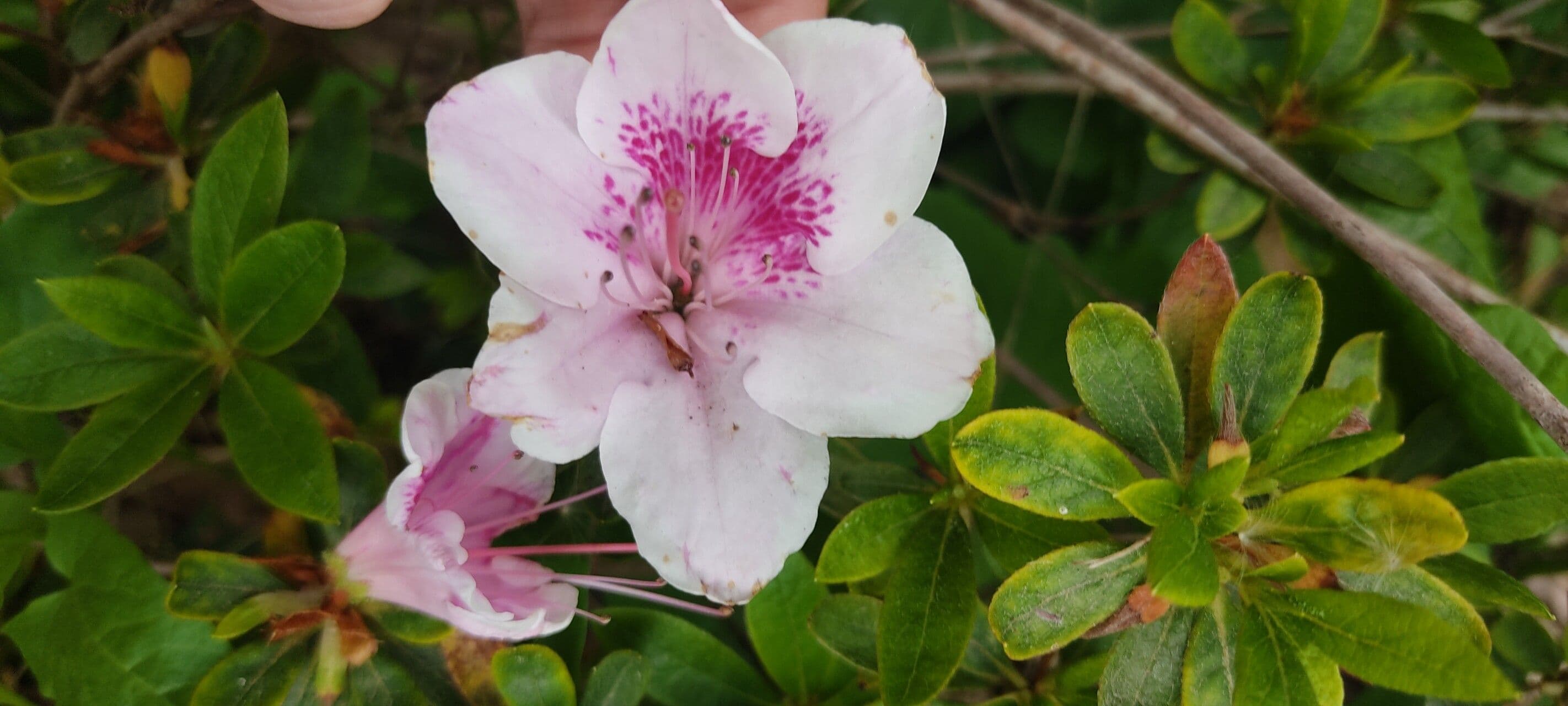 Rhododendron arborescens
