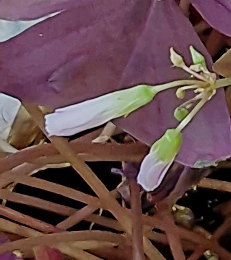 Oxalis triangularis