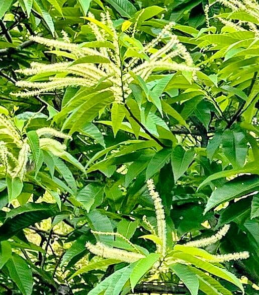 Castanea crenata