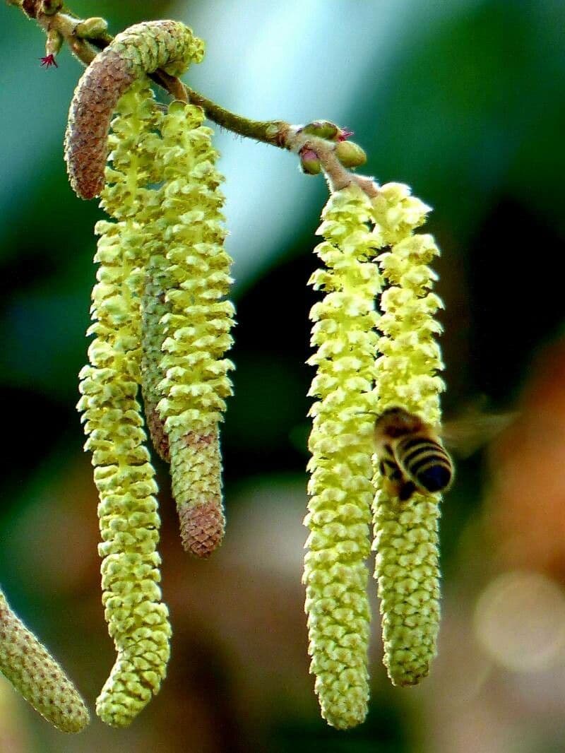 Corylus avellana