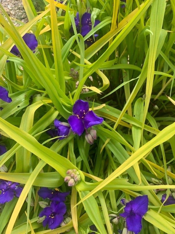 Tradescantia virginiana