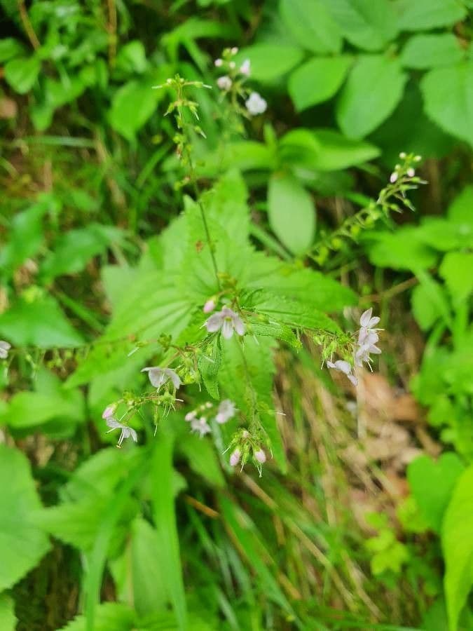 Veronica urticifolia