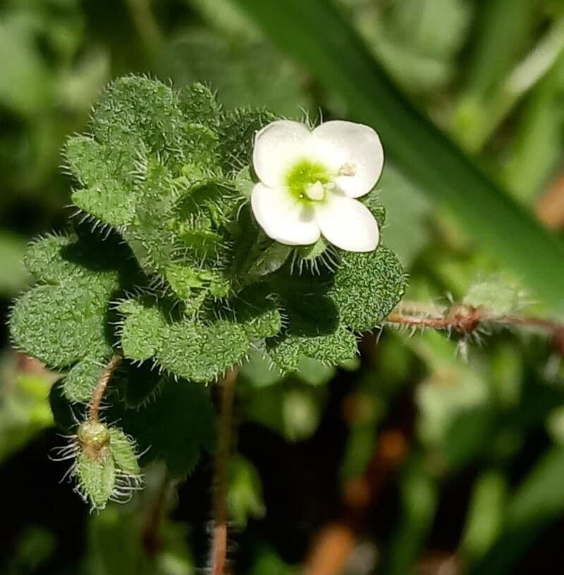 Veronica cymbalaria