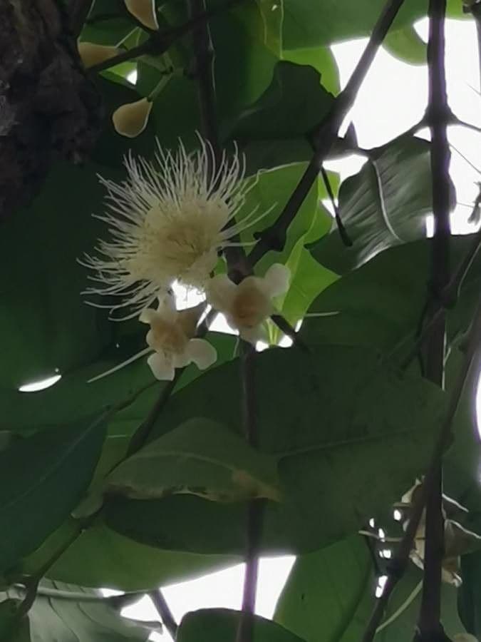 Syzygium aqueum