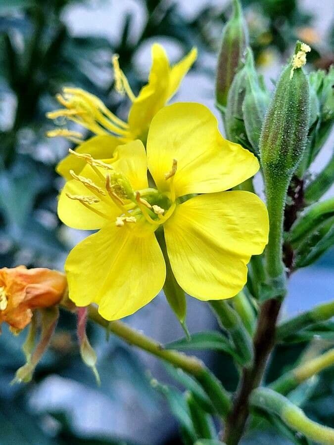 Oenothera elata