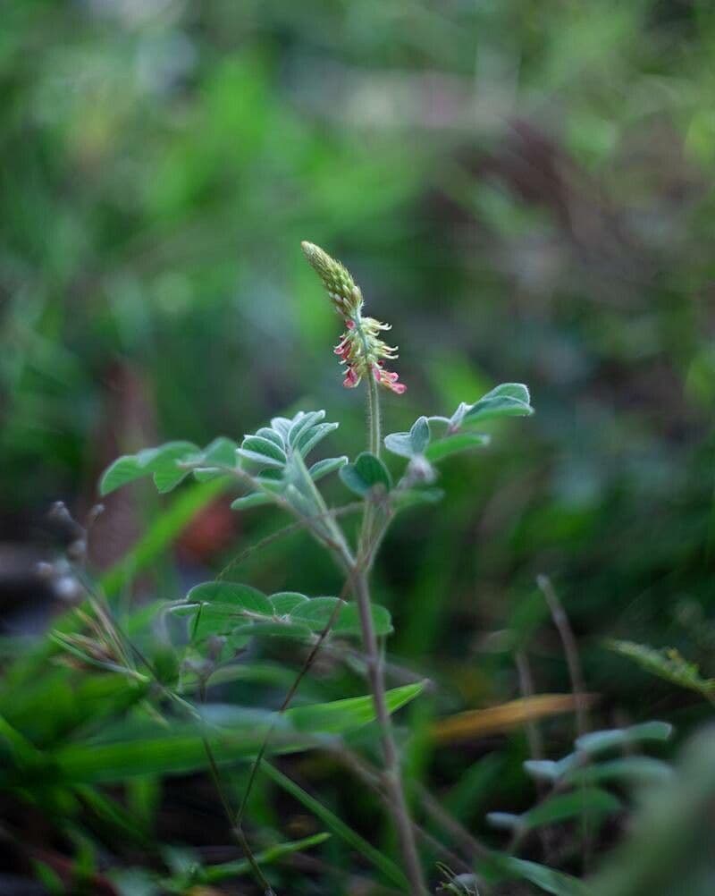 Indigofera tinctoria