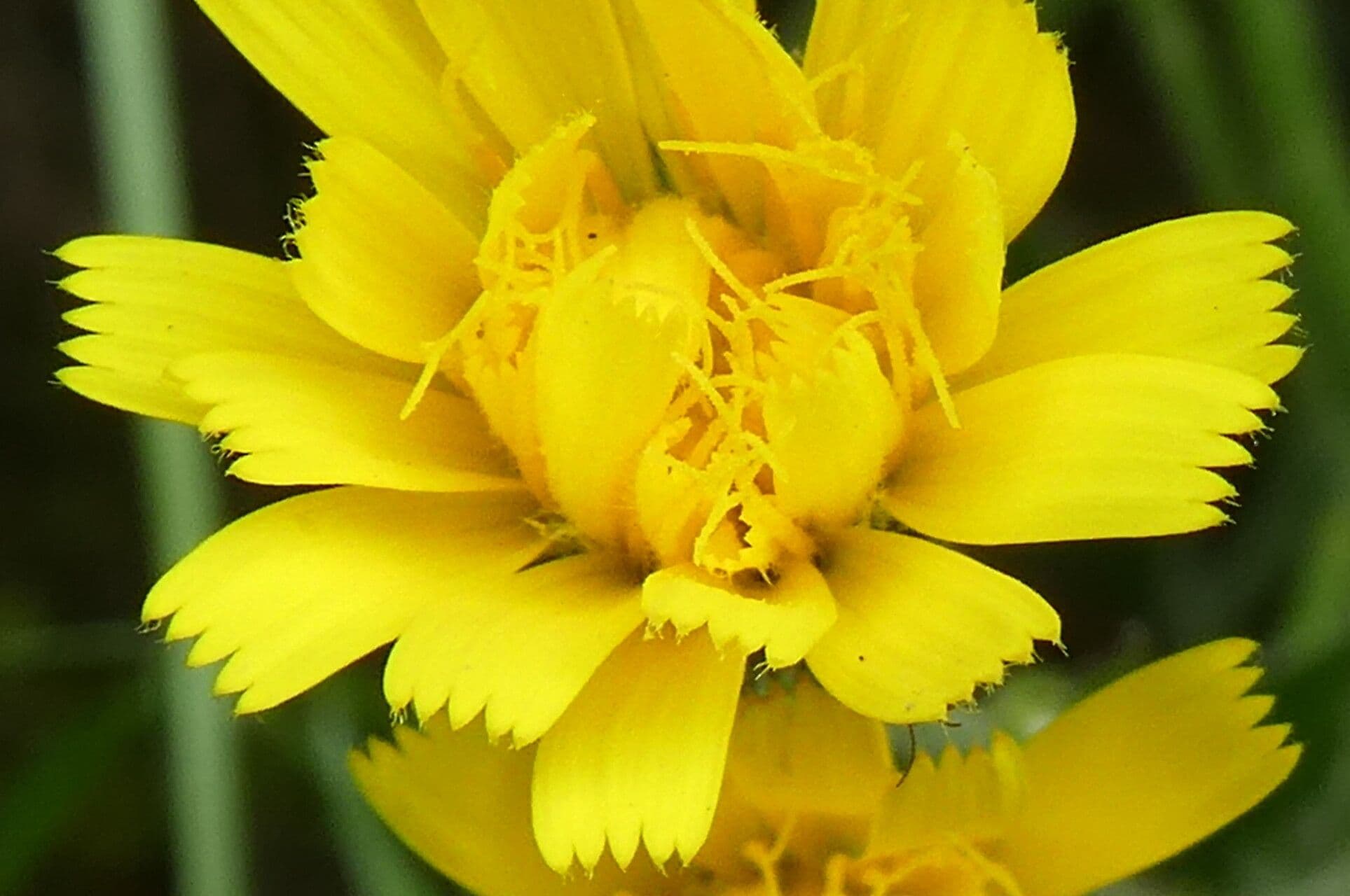 Hieracium amplexicaule