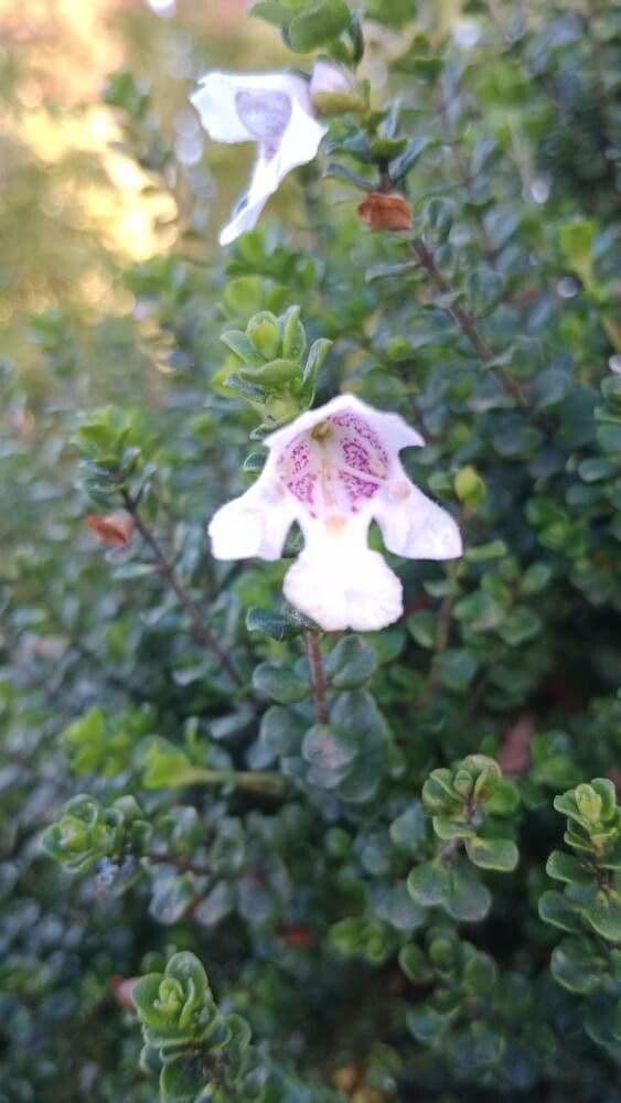 Prostanthera cuneata