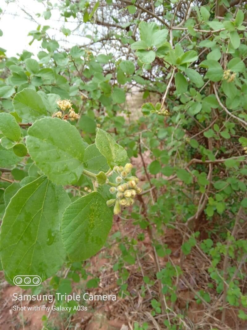 Cordia monoica