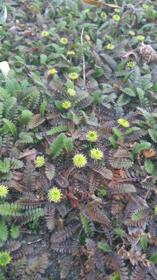 Leptinella potentillina