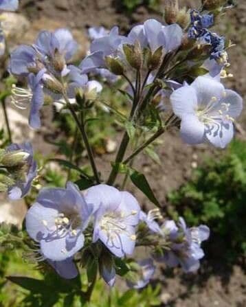 Polemonium caeruleum
