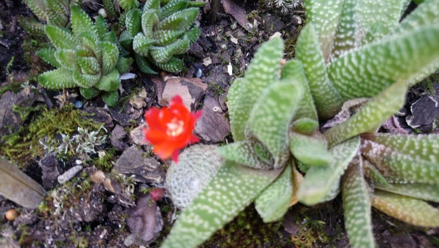 Gasteria carinata