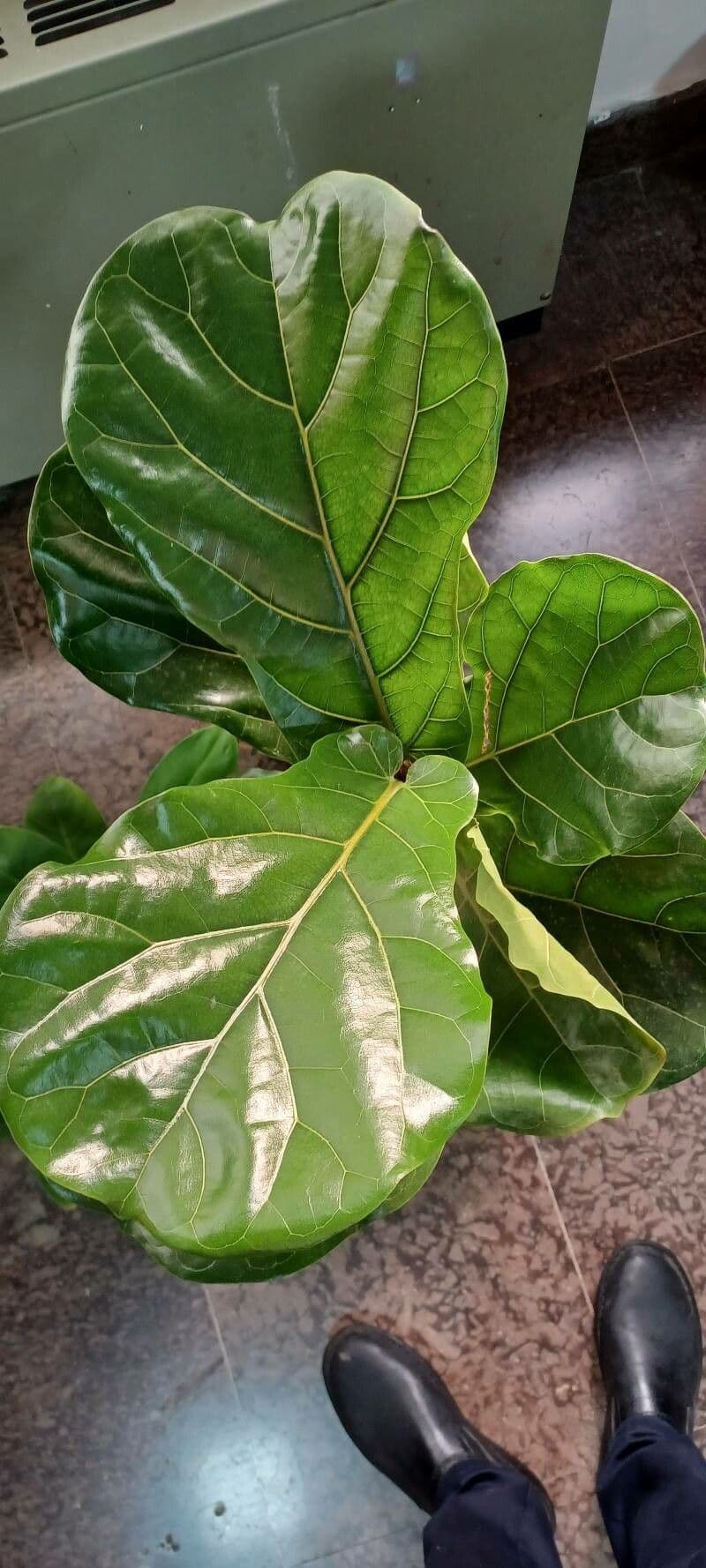 Ficus lyrata