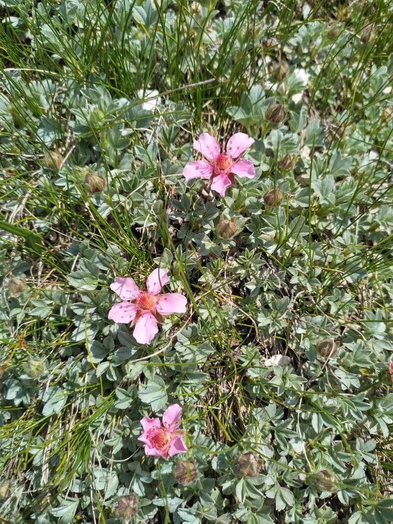 Potentilla nitida