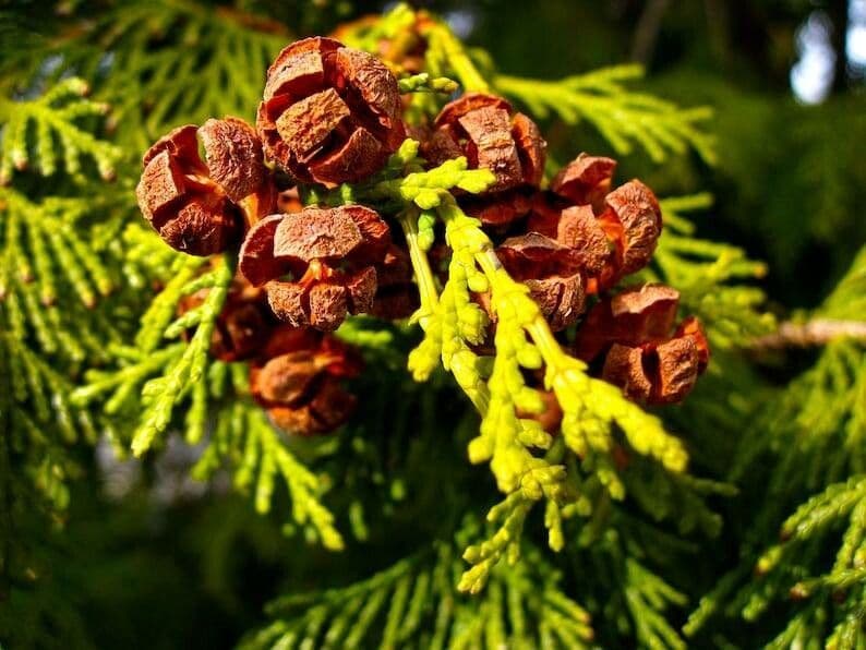 Chamaecyparis obtusa