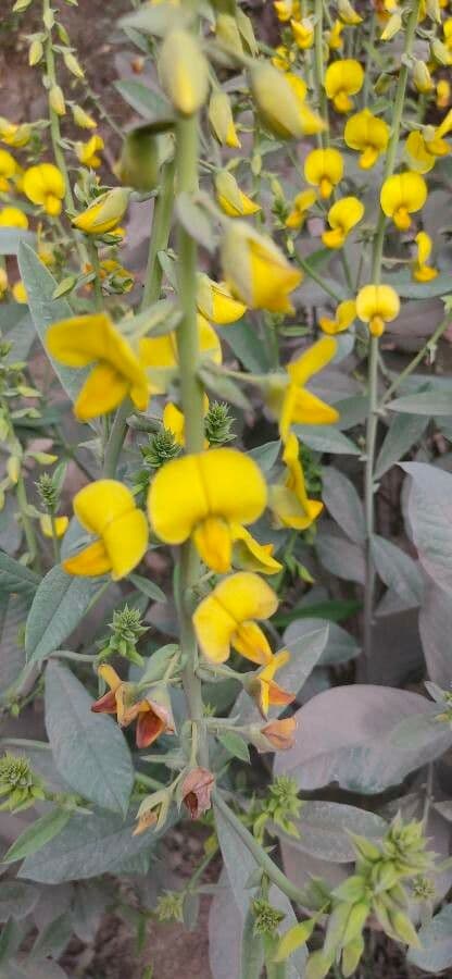 Crotalaria spectabilis