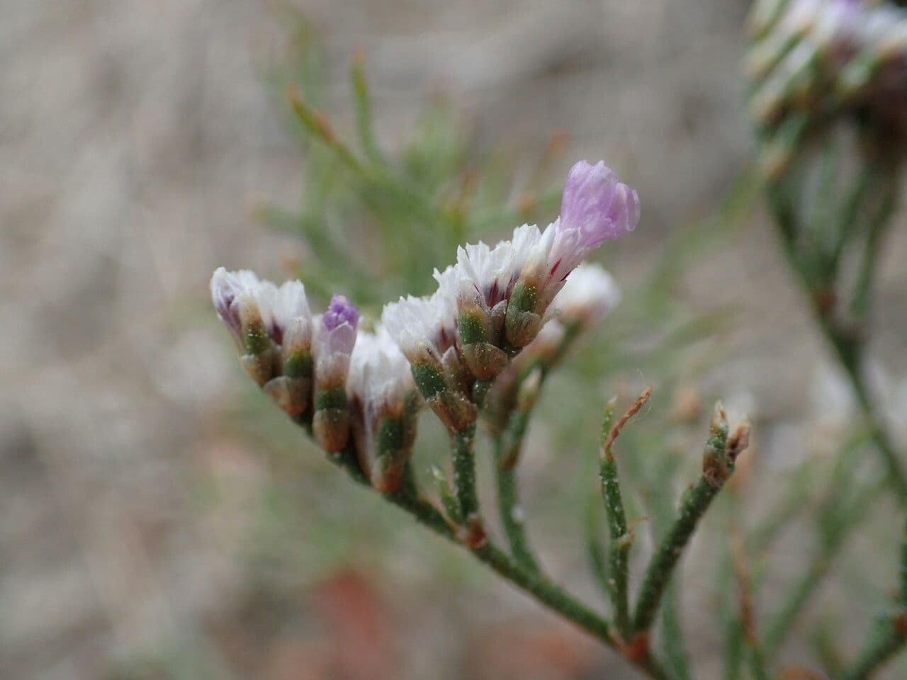 Limonium bellidifolium