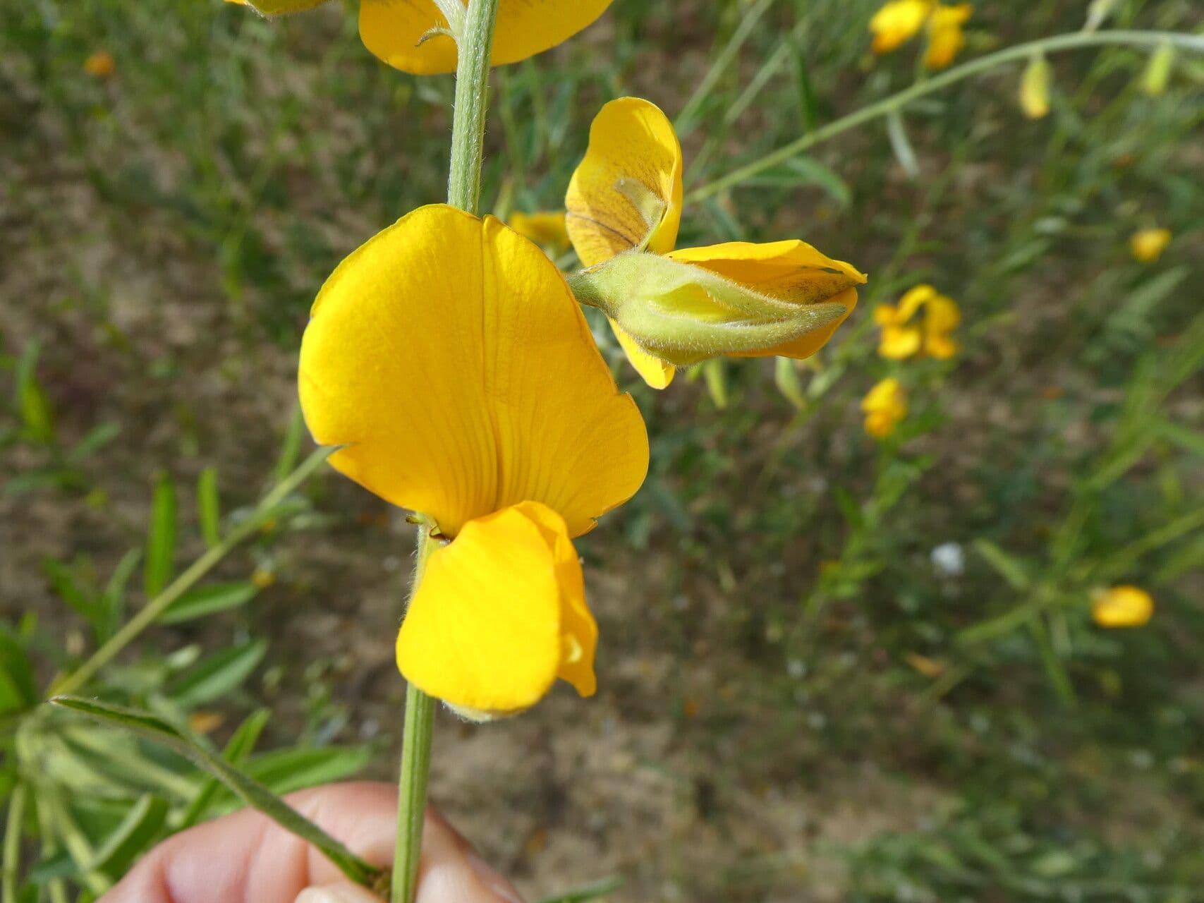 Crotalaria juncea