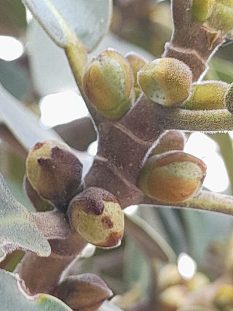 Ficus rubiginosa