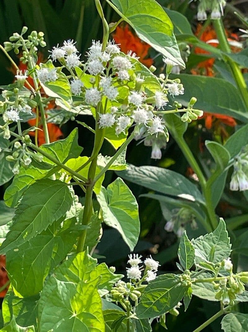 Ageratina altissima