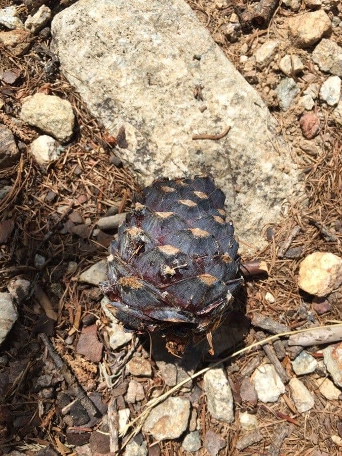 Pinus albicaulis