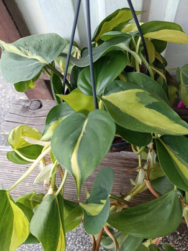 Philodendron cordatum