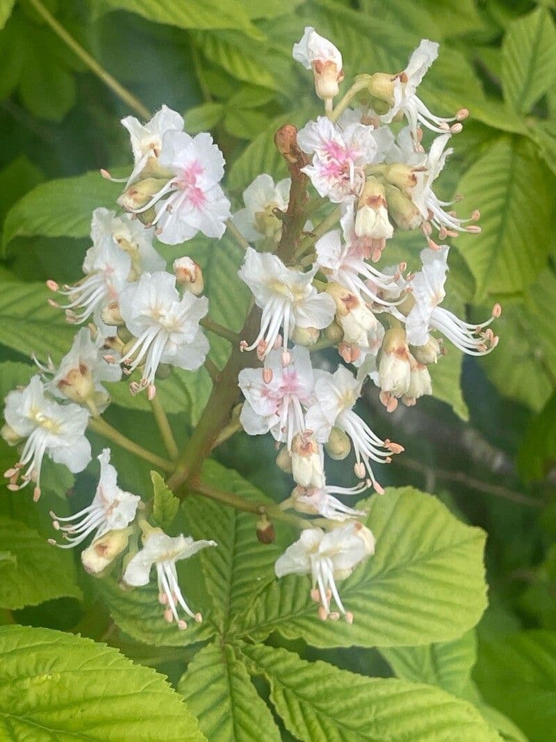 Aesculus hippocastanum