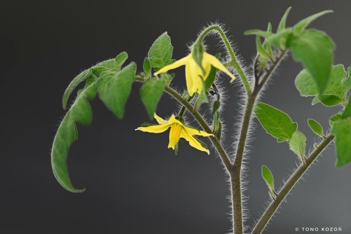 Solanum pimpinellifolium