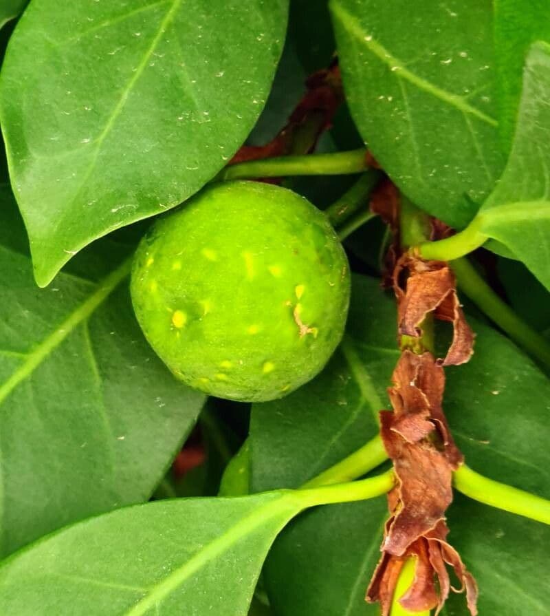 Ficus cyathistipula