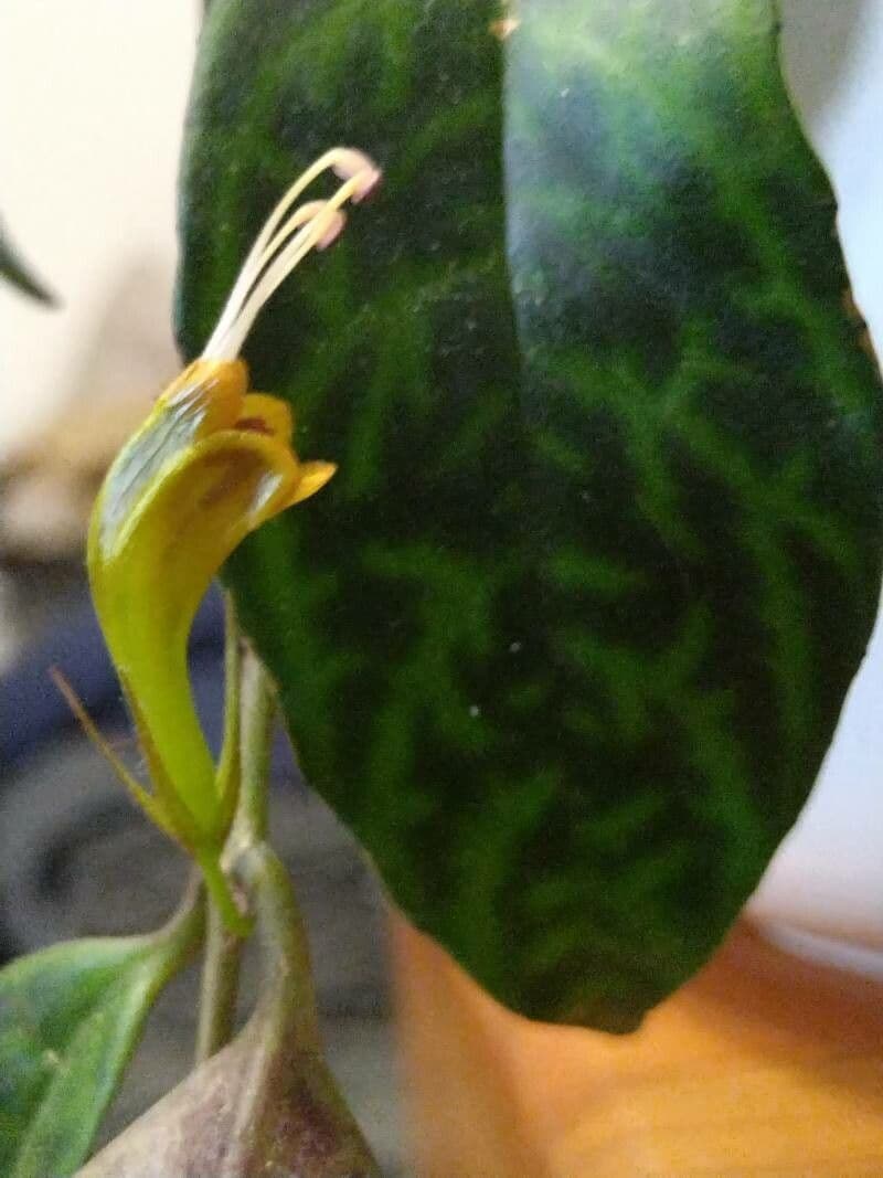 Aeschynanthus longicaulis