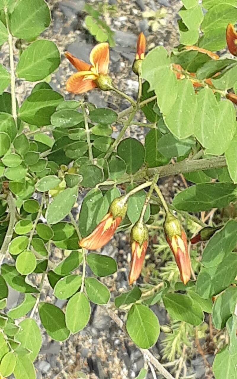 Colutea orientalis
