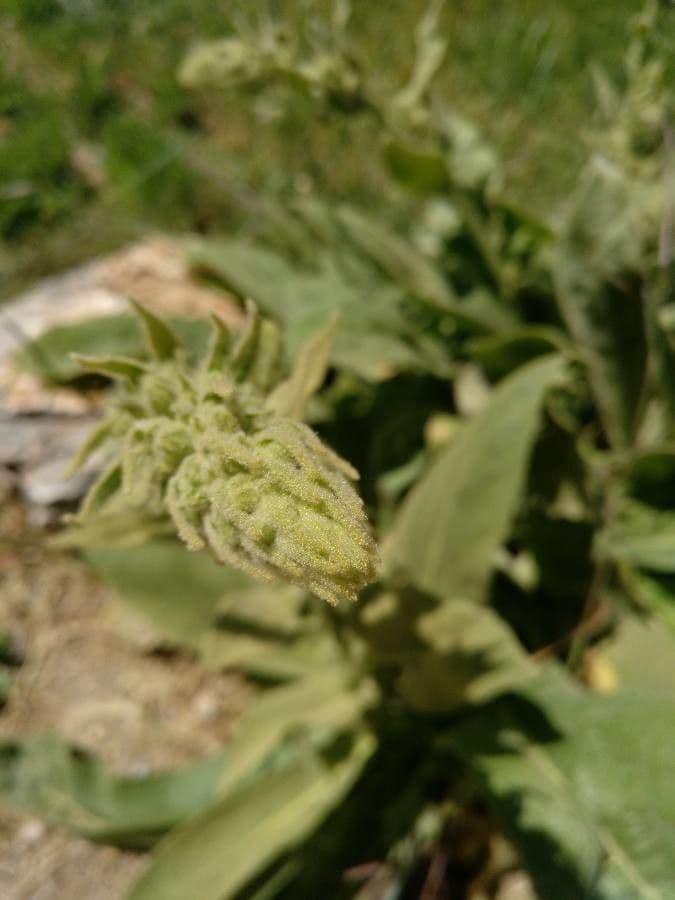 Verbascum nevadense