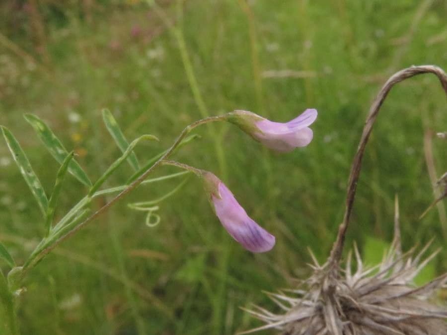 Vicia tetrasperma