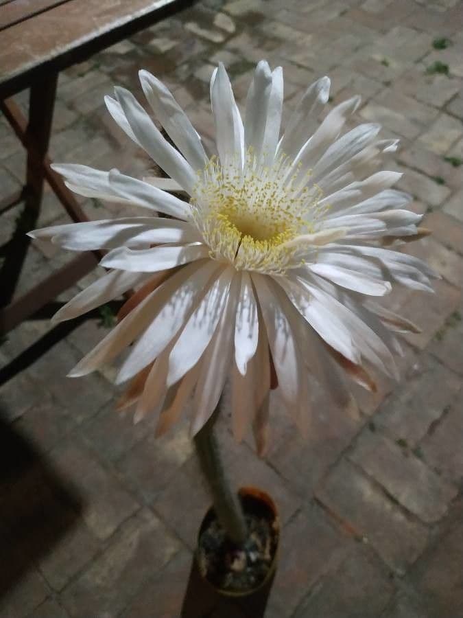 Acanthocereus tetragonus