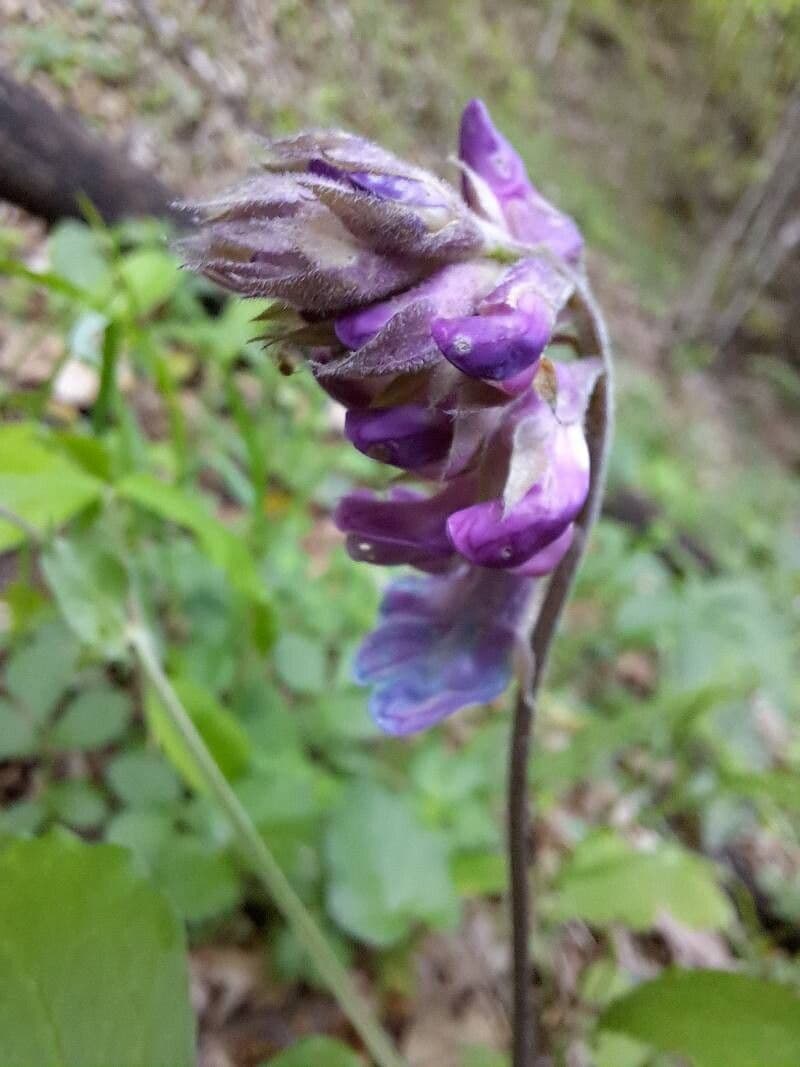 Lathyrus venetus