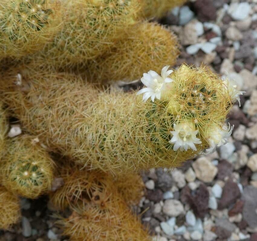 Cleistocactus winteri