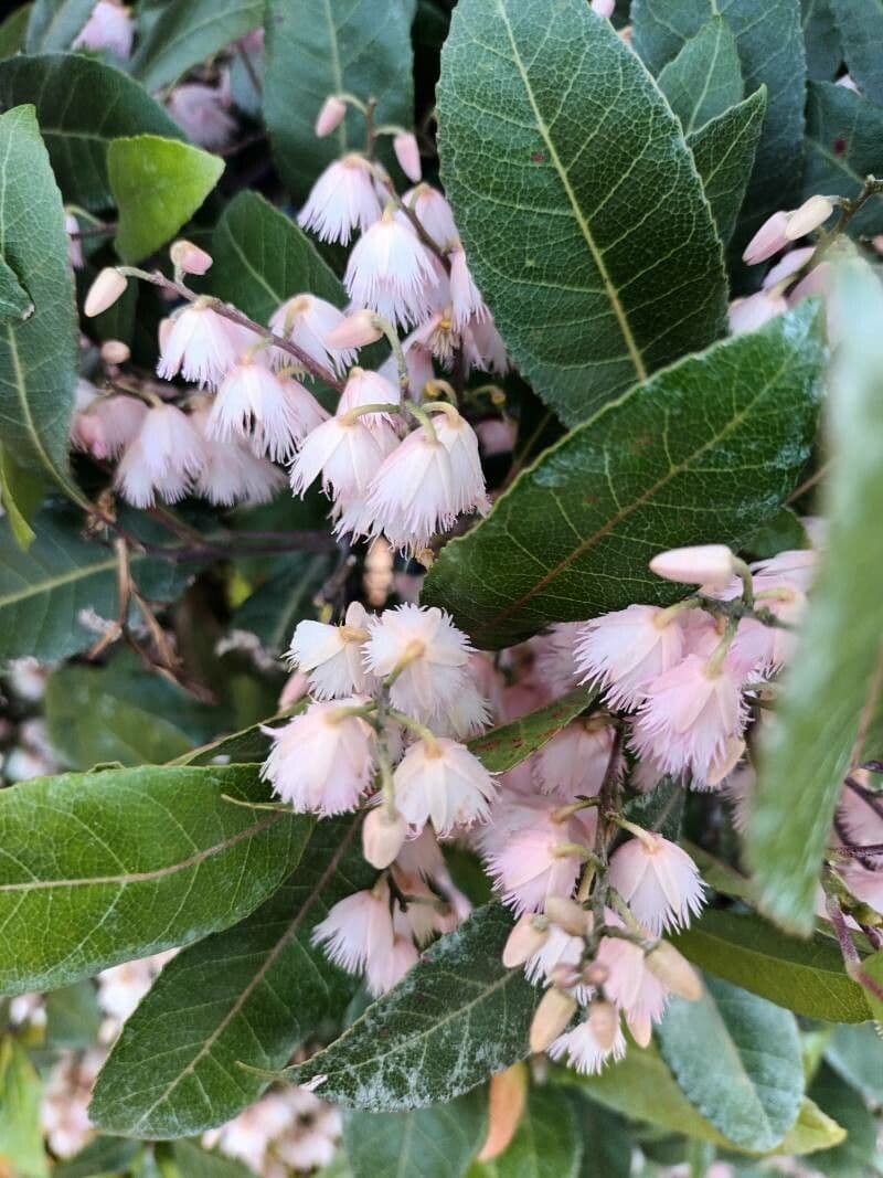 Elaeocarpus reticulatus