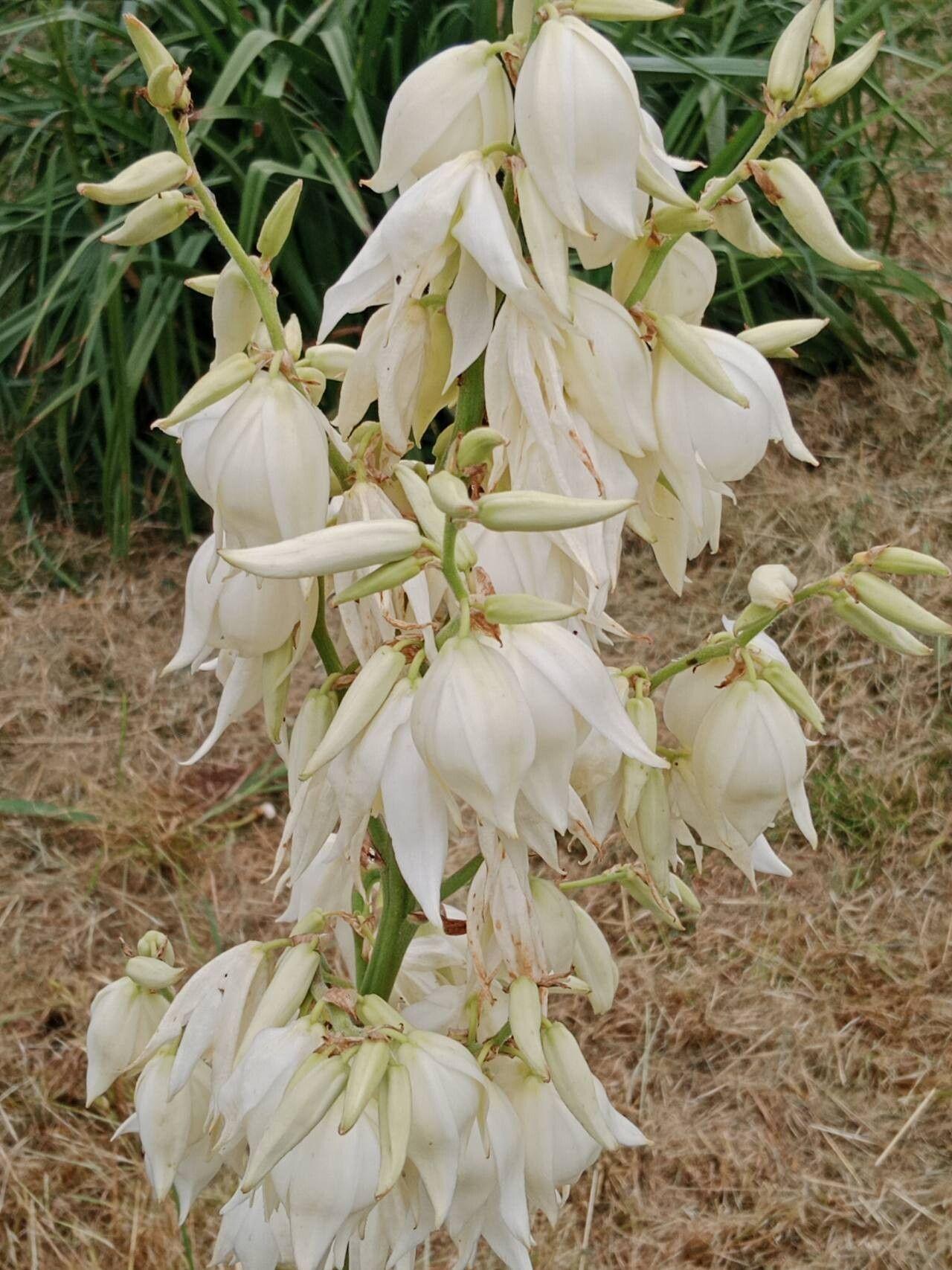 Yucca filamentosa