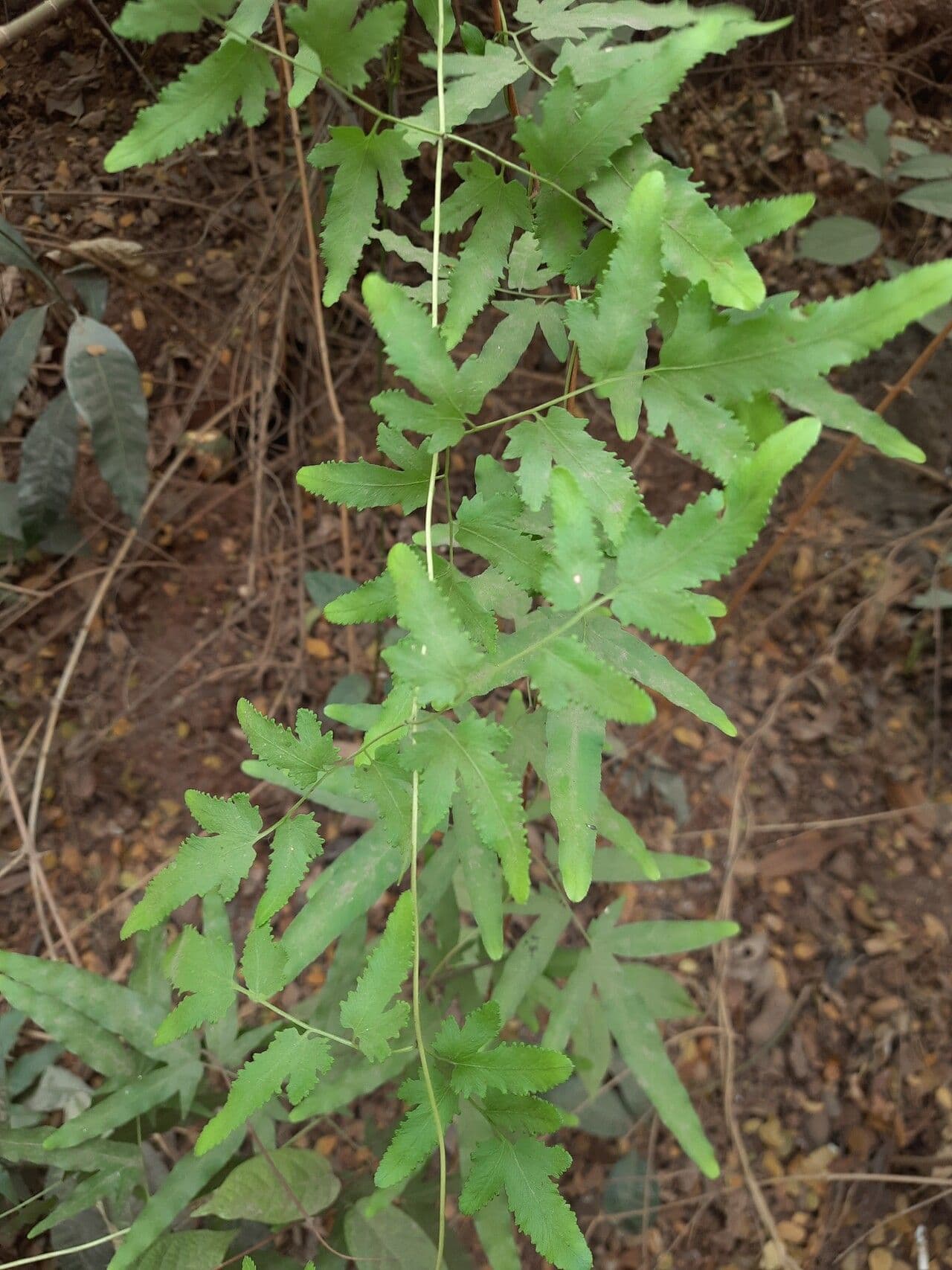 Lygodium venustum