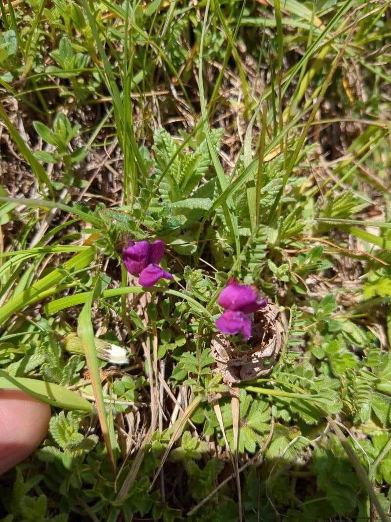 Vicia pyrenaica