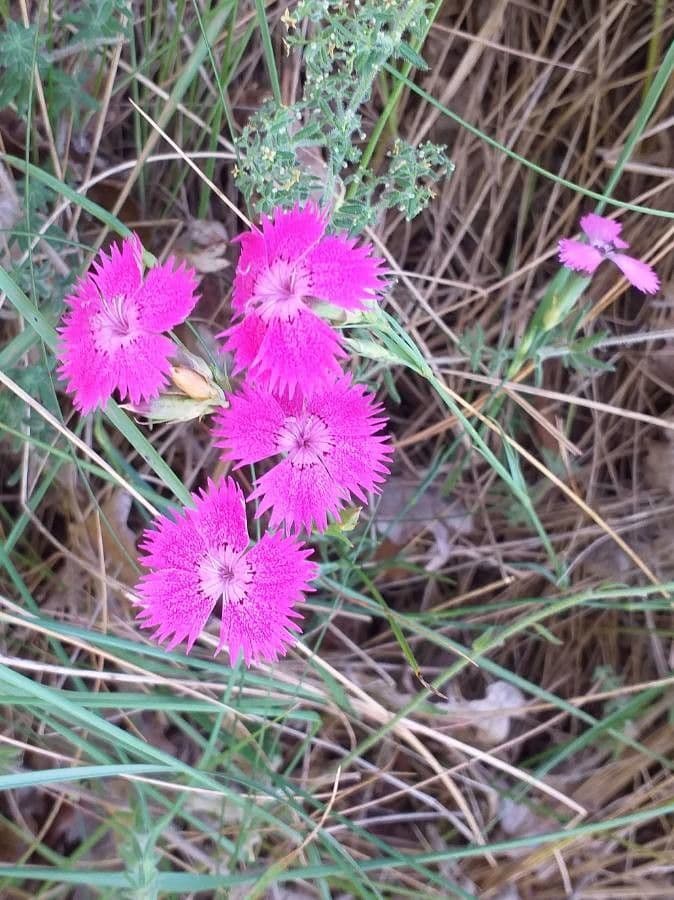 Dianthus seguieri