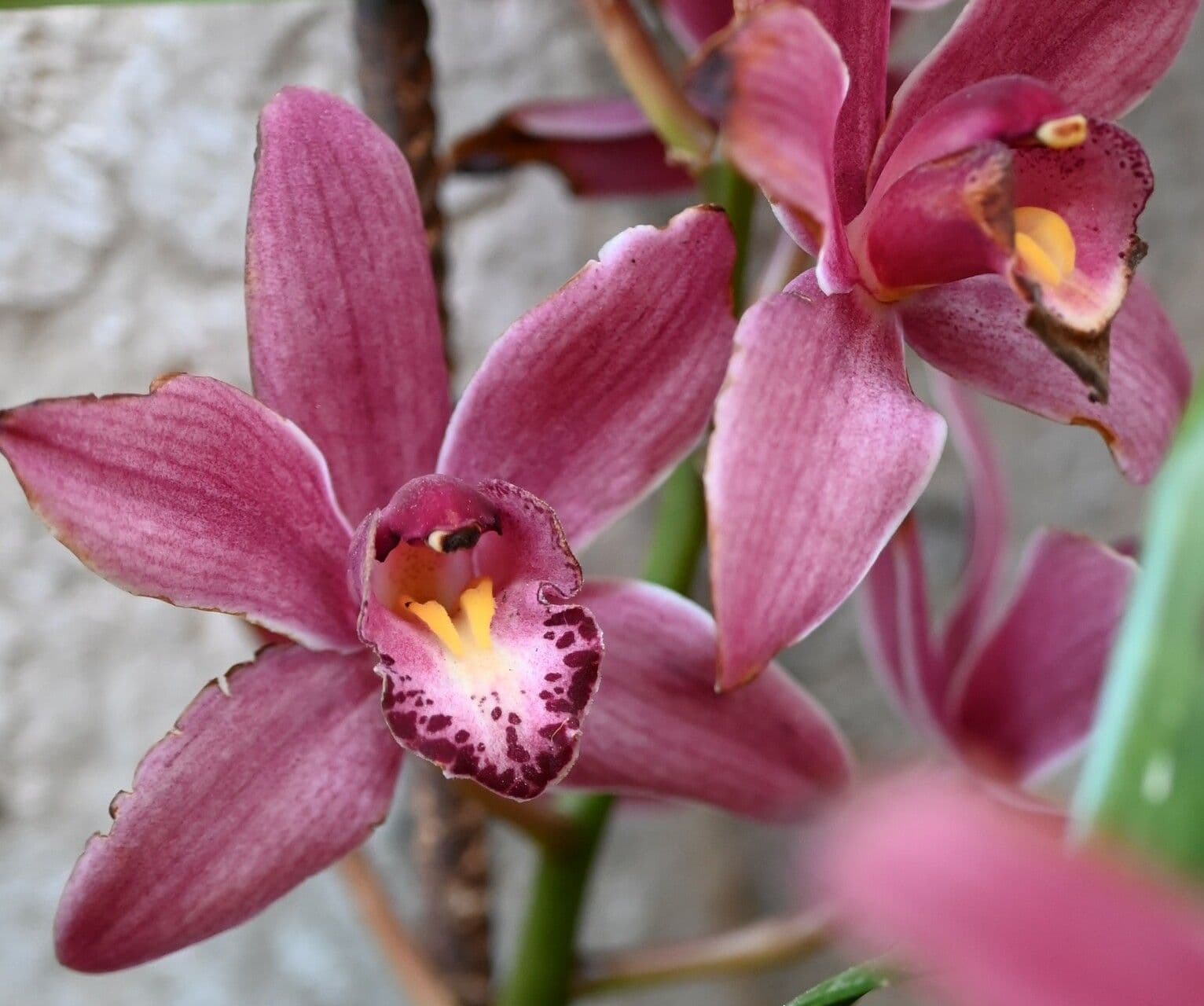 Cymbidium devonianum