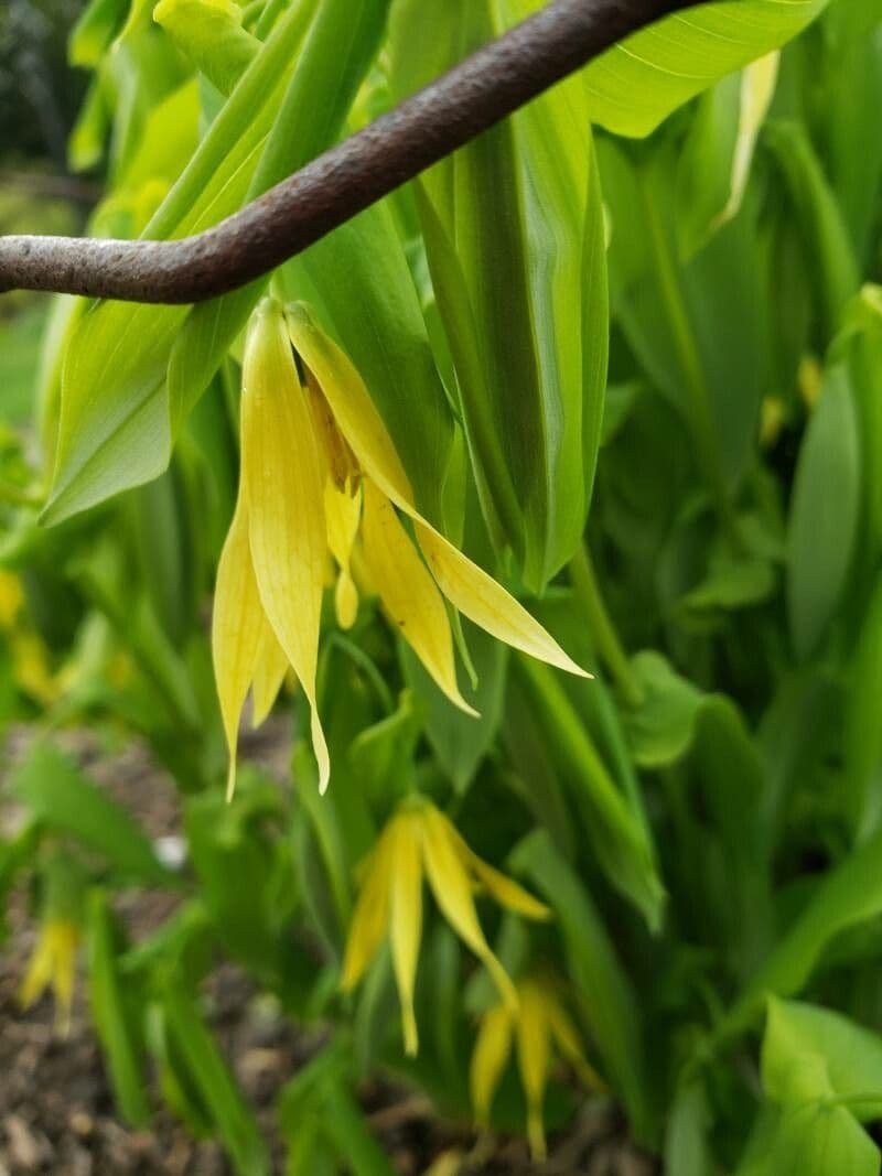 Uvularia grandiflora