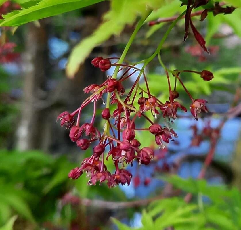 Acer palmatum