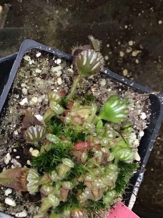 Cephalotus follicularis