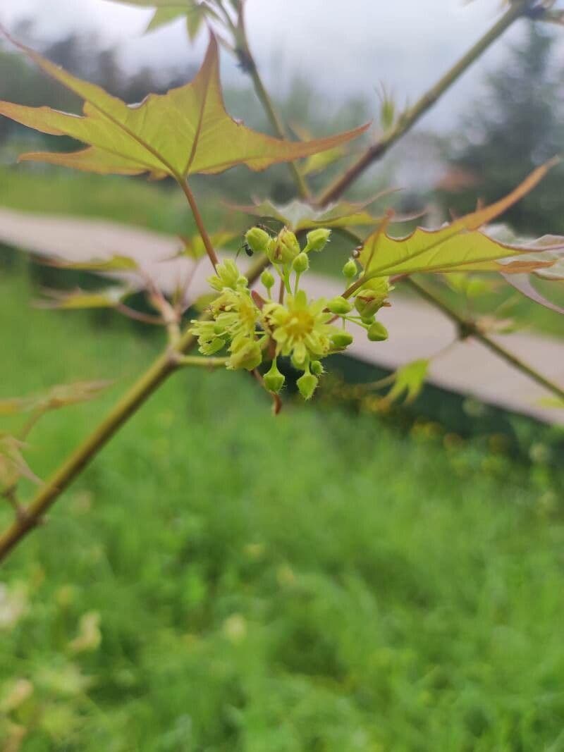 Acer cappadocicum